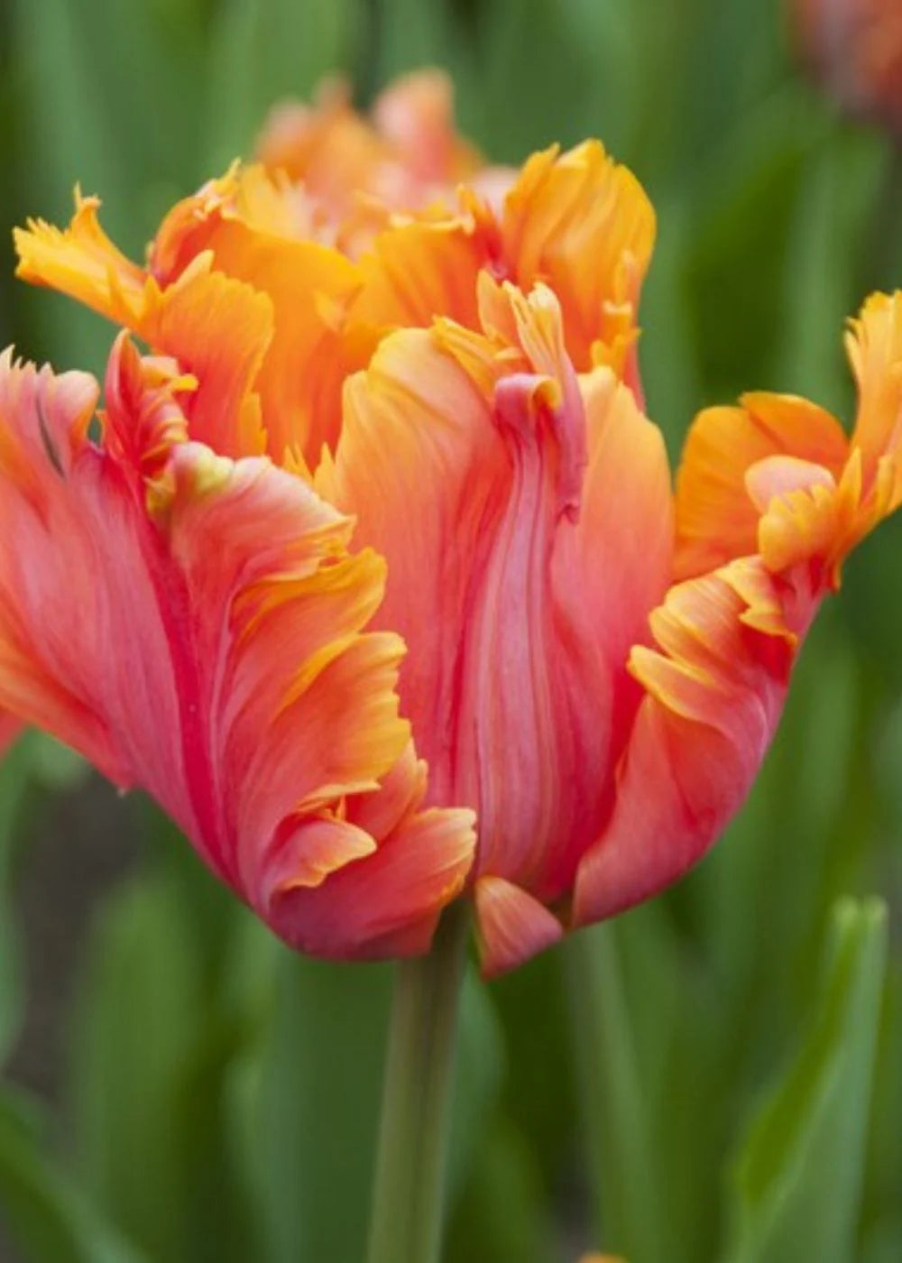 Peach Tulip Flower Seeds Compact Growth Heirloom & GMO Free Seeds for Home Garden
 
 Sale