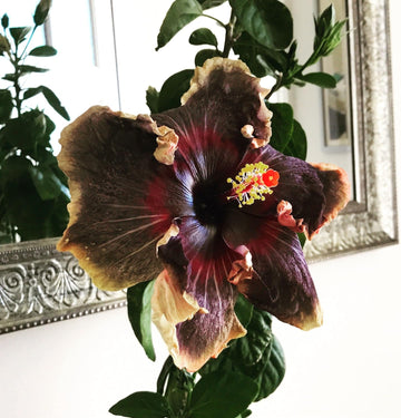 Premium Black Hibiscus Seeds for Planting