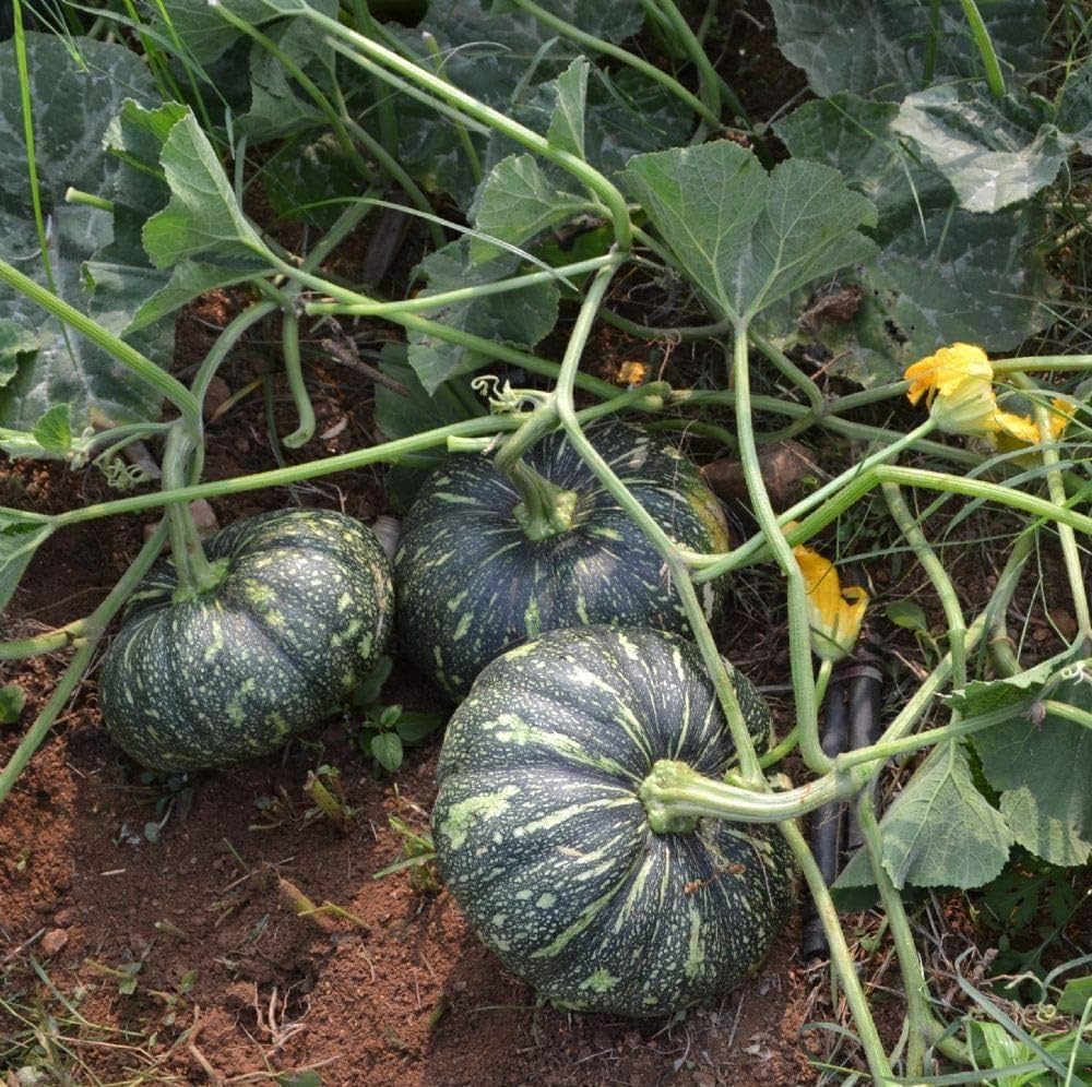 Premium green pumpkin seeds high yield variety