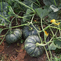 Premium green pumpkin seeds high yield variety