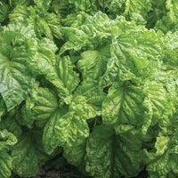 Premium Italian basil seeds USA gardening