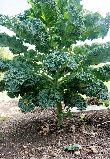 Premium kale vegetable seeds for planting
