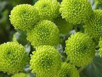Premium Light Green Aster Seeds for Vibrant Garden Blooms