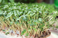Premium microgreens planting seeds for home gardens