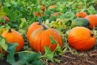 Premium red pumpkin seeds high yield variety