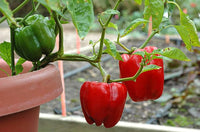 Premium Sweet Crunch Bell Pepper seeds for home gardening