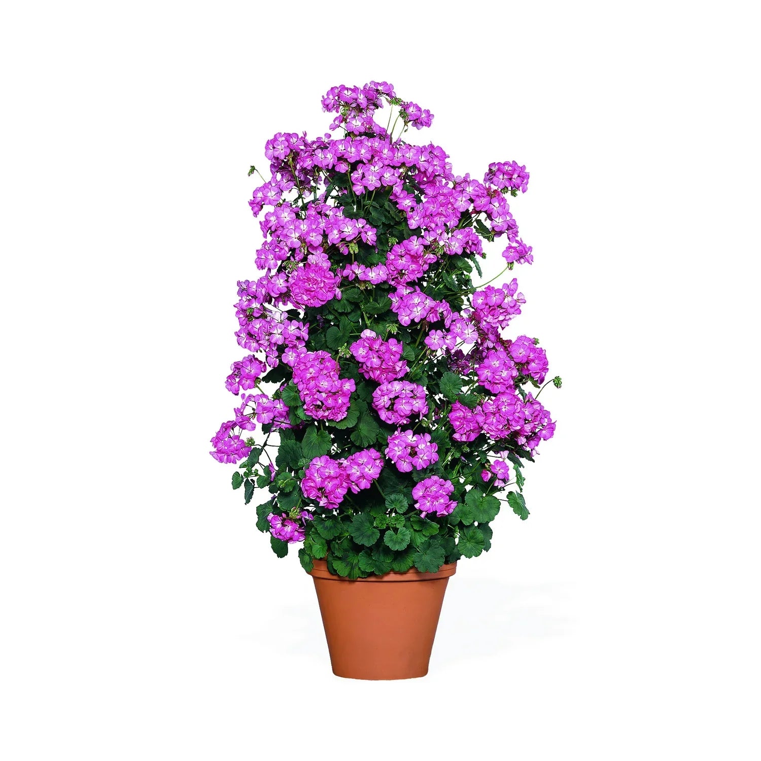 Premium Violet Climbing Geranium Seeds for Hanging Baskets