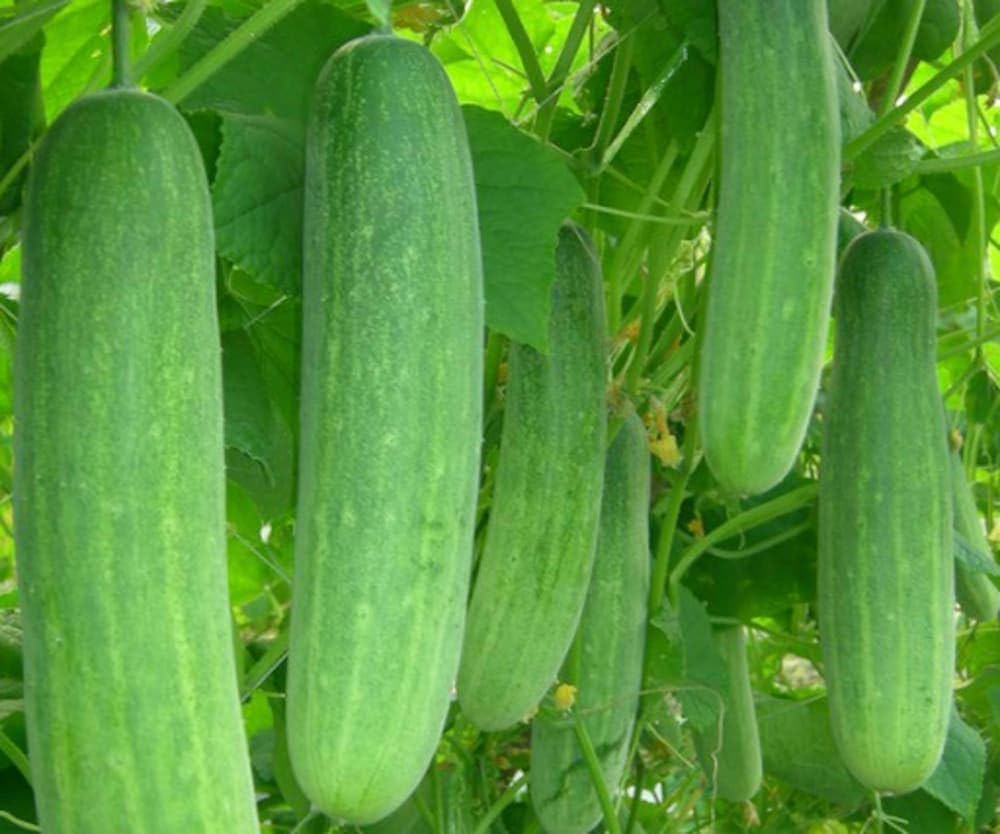 Prestige F1 cucumber seeds for planting