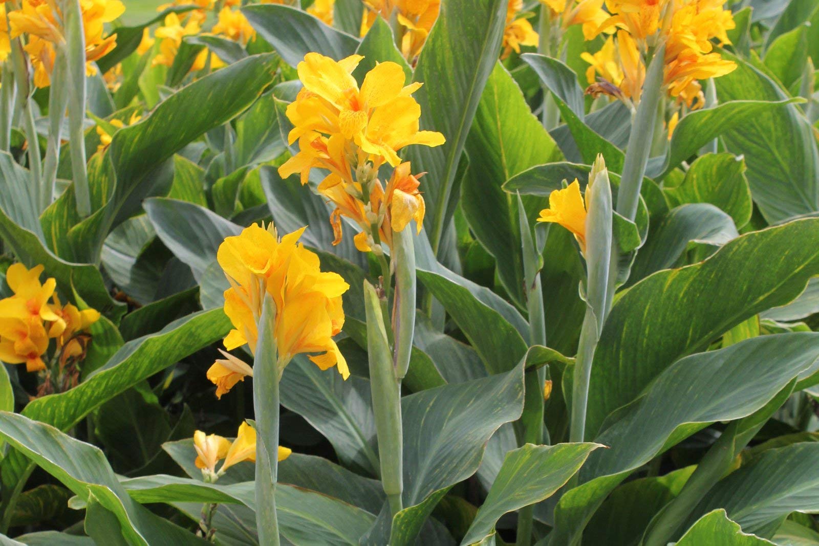 Yellow Pretoria seeds for borders and garden beds
