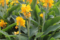 Yellow Pretoria seeds for borders and garden beds
