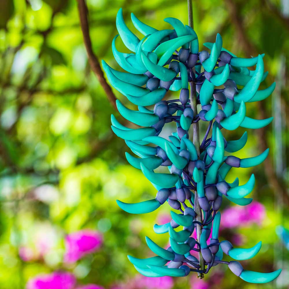 Green Jade Flower seeds for Planting - Cottage Garden Essential, Heirloom & GMO Free Seeds for Home Garden