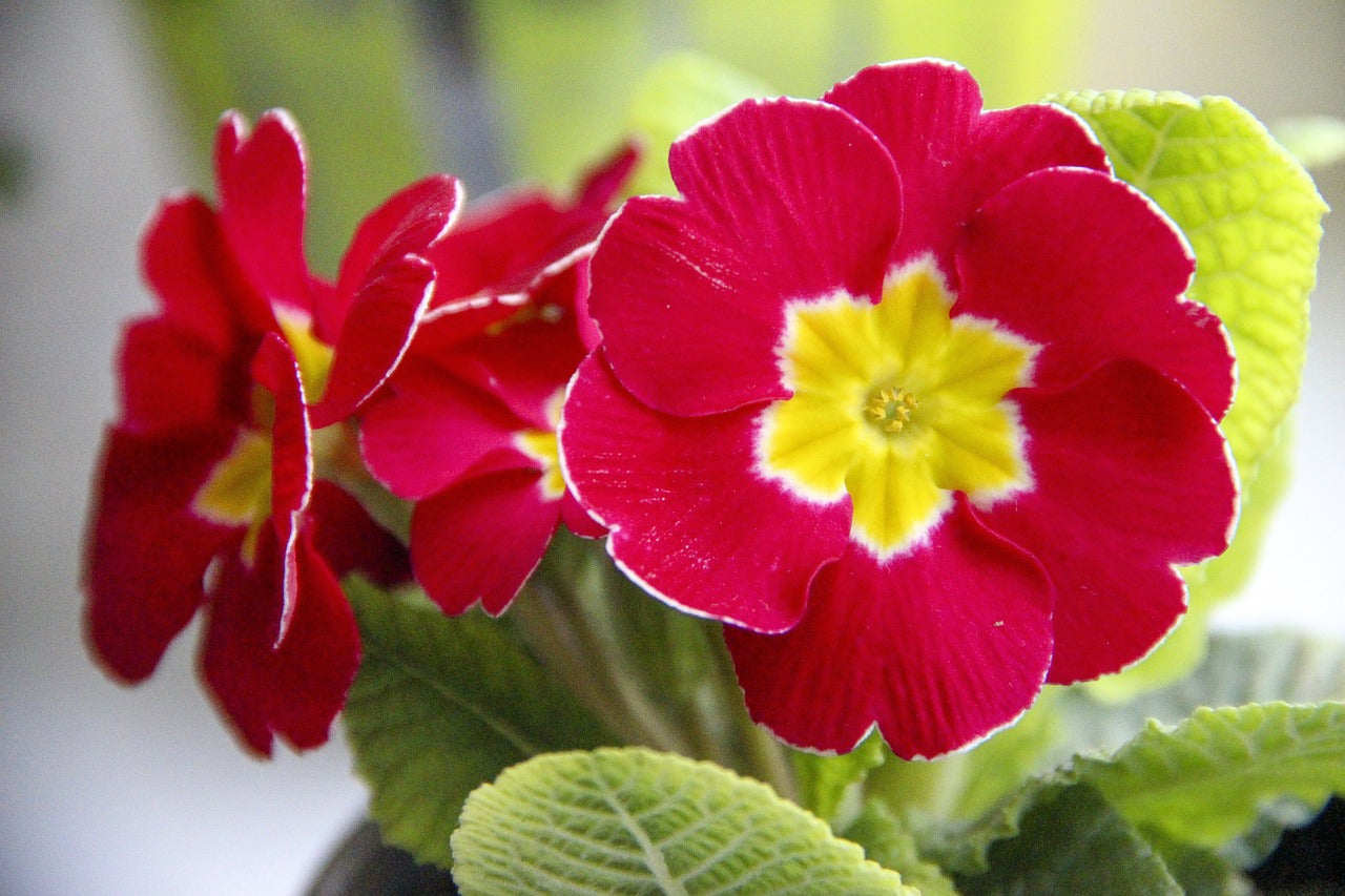 Red Primrose Flower Seeds Sun Loving Heirloom & GMO Free Seeds for Home Garden
 
 Sale