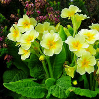 Light Green Primrose Flower seeds for Planting - Colorful Display, Heirloom & GMO Free Seeds for Home Garden
