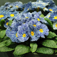 Blue Primrose Flower seeds for Planting Compact Growth Heirloom & GMO Free Seeds for Home Garden