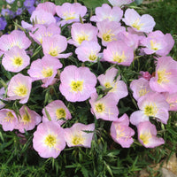 Pink Primrose Flowers in Full Garden Bloom
