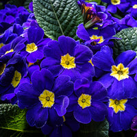 Blue Primrose Flower Seeds for Easy Planting
