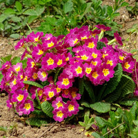 Primrose seeds planting and growing guide