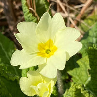 Light Yellow Primula Malacoides Flower seeds for Planting Perfect for Borders Heirloom & GMO Free Seeds for Home Garden
 
 Sale