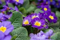 Purple Yellow Primula Malacoides Seeds for Planting Shade Tolerant Heirloom & GMO Free Seeds for Home Garden
 
 Sale
