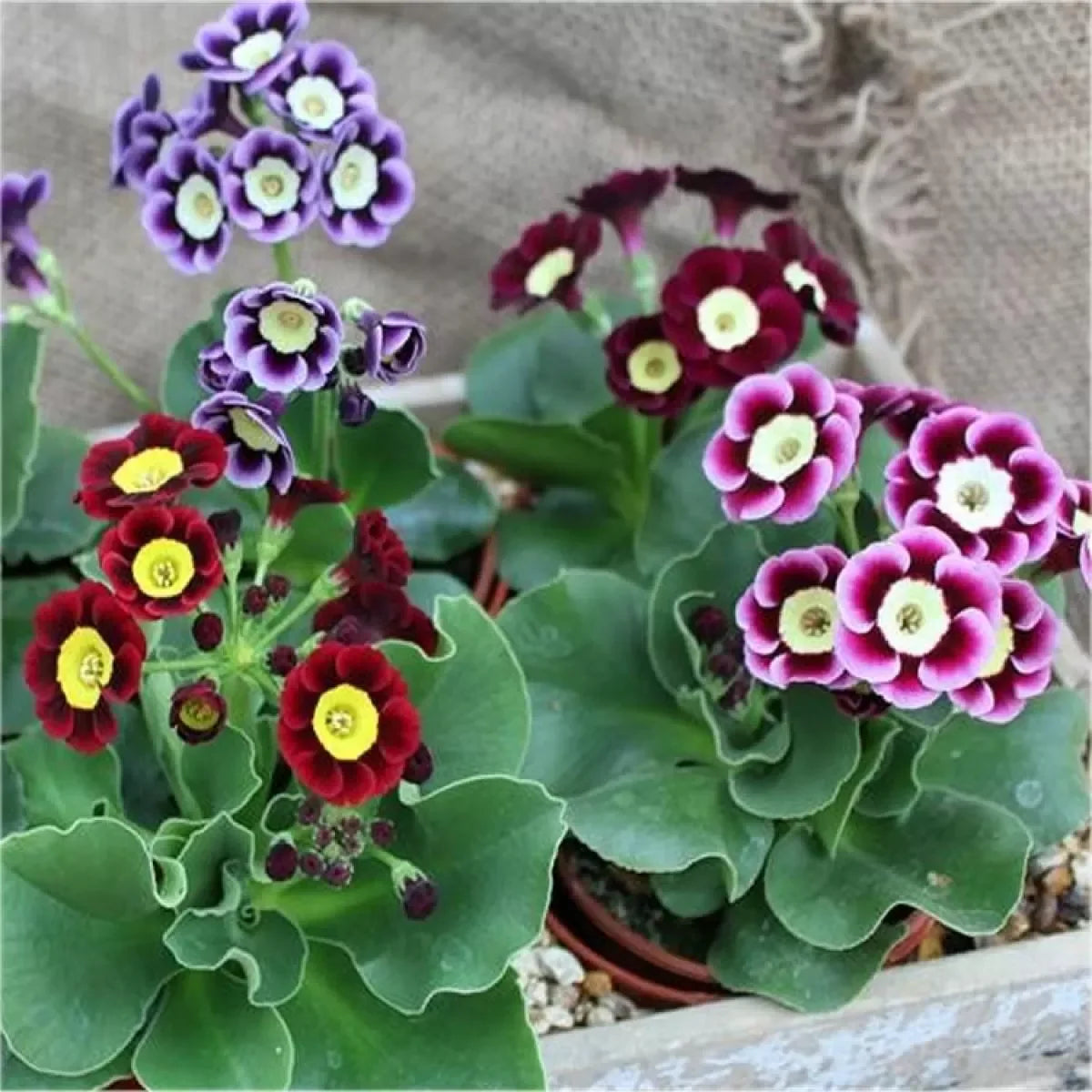 Lavender Primula Flower seeds for Planting - Perfect for Borders, Heirloom & GMO Free Seeds for Home Garden