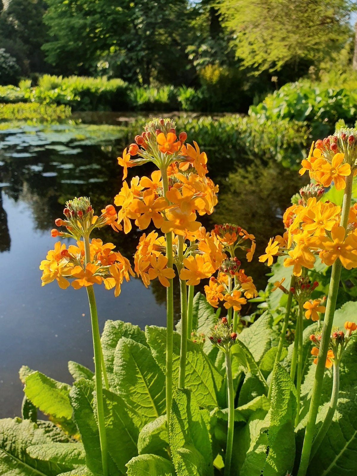 Orange Primula Malacoides Flower Seeds for Planting – Heirloom NonGMO Organic Garden Seeds with High Germination
 
 Sale