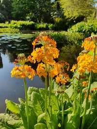 Orange Primula Malacoides Flower Seeds for Planting – Heirloom NonGMO Organic Garden Seeds with High Germination
 
 Sale