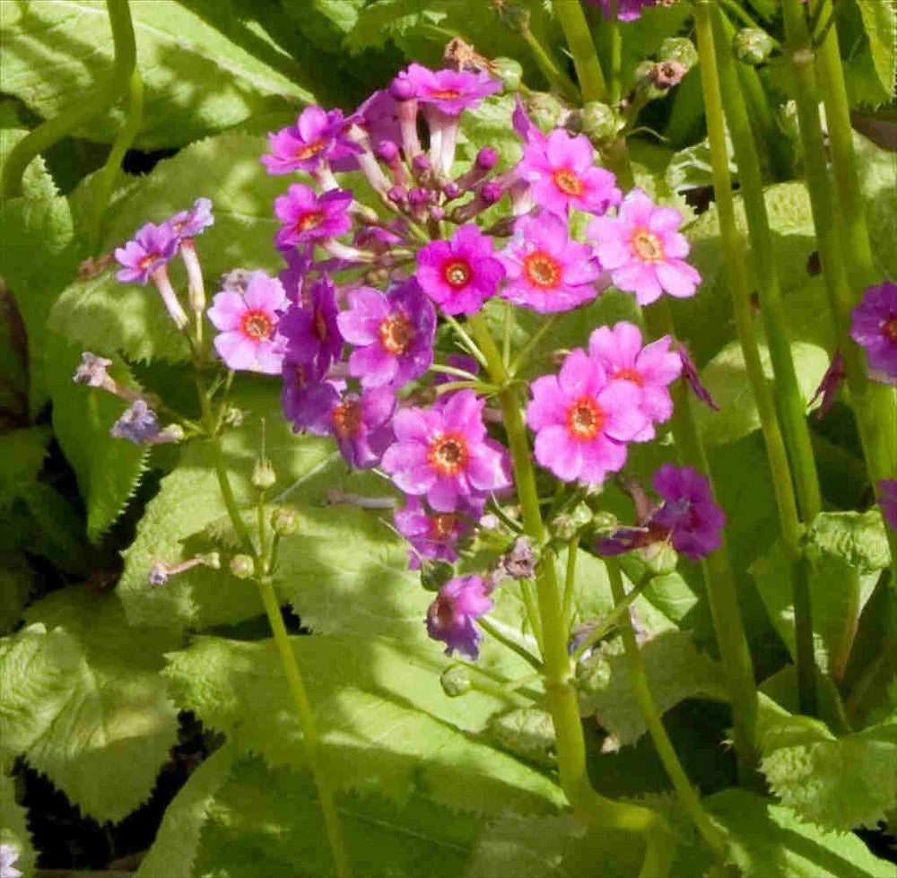 Heirloom Primula Malacoides Flower seeds for Planting Perfect for Borders Heirloom & GMO Free Seeds for Home Garden