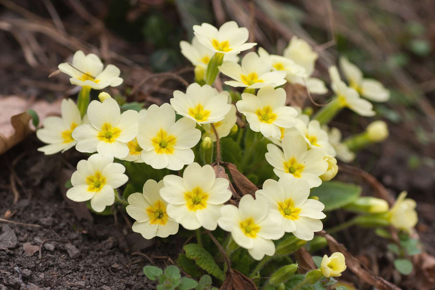 Light Green Primrose Flower seeds for Planting - Colorful Display, Heirloom & GMO Free Seeds for Home Garden
