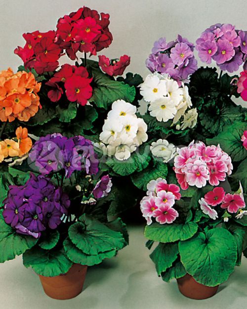 Mixed Primula Flower Seeds – Wildflower Mix Heirloom & NonGMO Seeds for Planting Home Gardens
 
 Sale