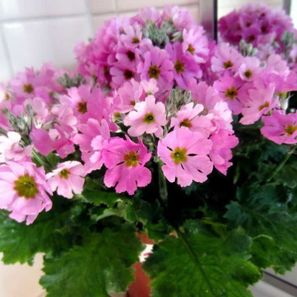Mixed Malacoides Flower seeds for Planting - Seasonal Bloomer, Heirloom & GMO Free Seeds for Home Garden