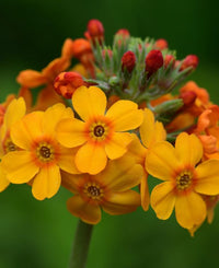 Orange Primula Malacoides Flower Seeds for Planting – Heirloom NonGMO Organic Garden Seeds with High Germination
 
 Sale