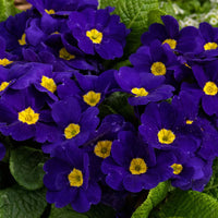 Primula Malacoides Blue Yellow Flower seeds for Planting - Low Maintenance, Heirloom & GMO Free Seeds for Home Garden