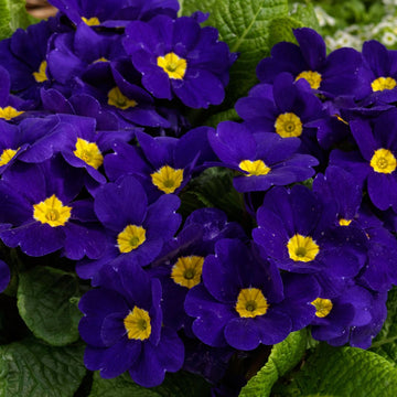 Blue Cobalt Primrose Flower seeds for Planting Garden Favorite Heirloom & GMO Free Seeds for Home Garden 
 
 Sale seeds for home garden planting