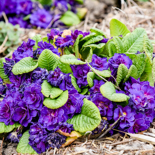 Red Purple Primrose Flower Seeds for Planting  Seeds for Vibrant Garden Blooms, Perfect for Adding Colorful Charm
