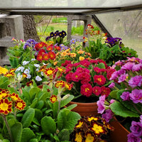 Primula Flower seeds for Planting - Long Bloom Season, Heirloom & GMO Free Seeds for Home Garden