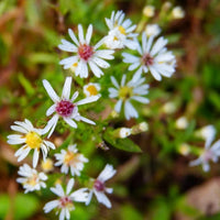 Pink White Lateriflorus Flower seeds for Planting - Bright Blooms, Heirloom & GMO Free Seeds for Home Garden