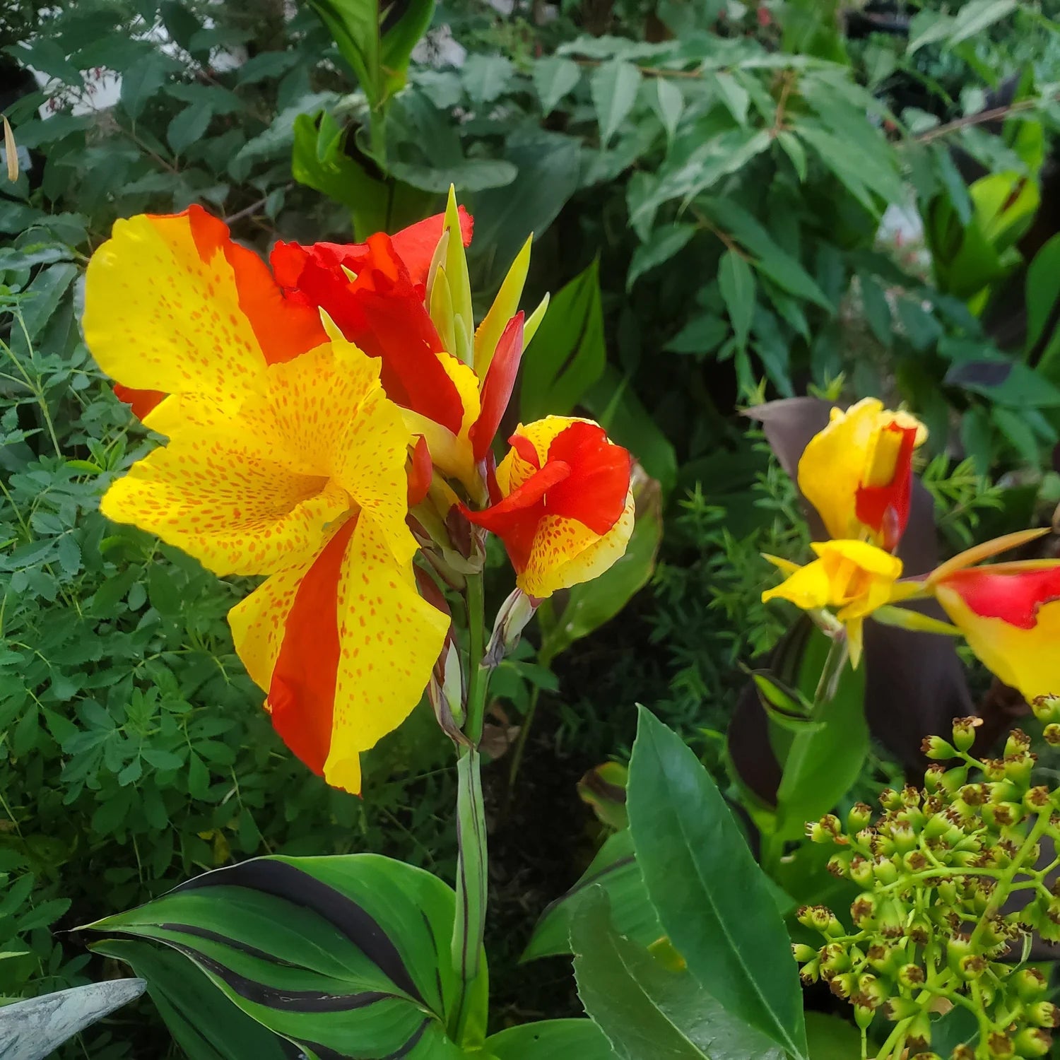 Cleopatra Flower seeds for Planting - Seasonal Bloomer, Heirloom & GMO Free Seeds for Home Garden