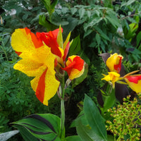 Cleopatra Flower seeds for Planting - Seasonal Bloomer, Heirloom & GMO Free Seeds for Home Garden