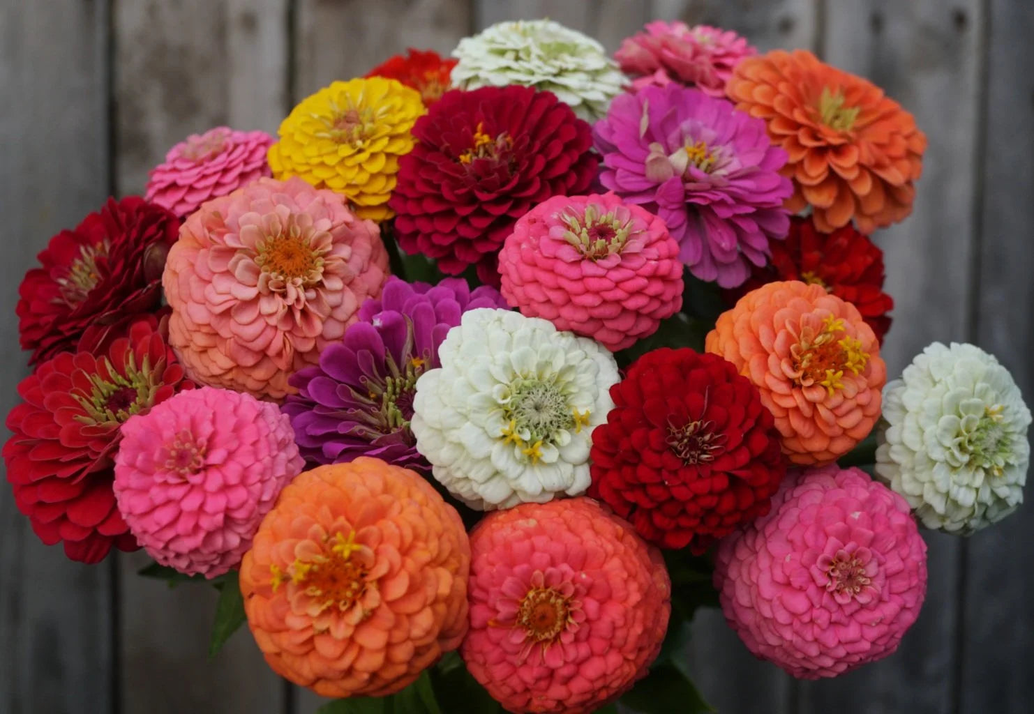 Zinnia Oklahoma Double Bloom Flower seeds for Planting Drought Tolerant Heirloom & GMO Free Seeds for Home Garden