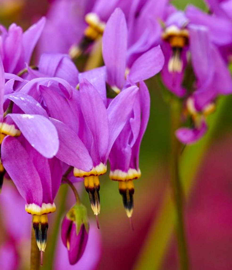 Purple Dodecatheon Flower seeds for Planting - Cut Flower Favorite, Heirloom & GMO Free Seeds for Home Garden