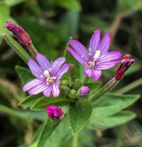 Epilobium Glandulosum Flower seeds for Planting - Easy to Grow, Heirloom & GMO Free Seeds for Home Garden