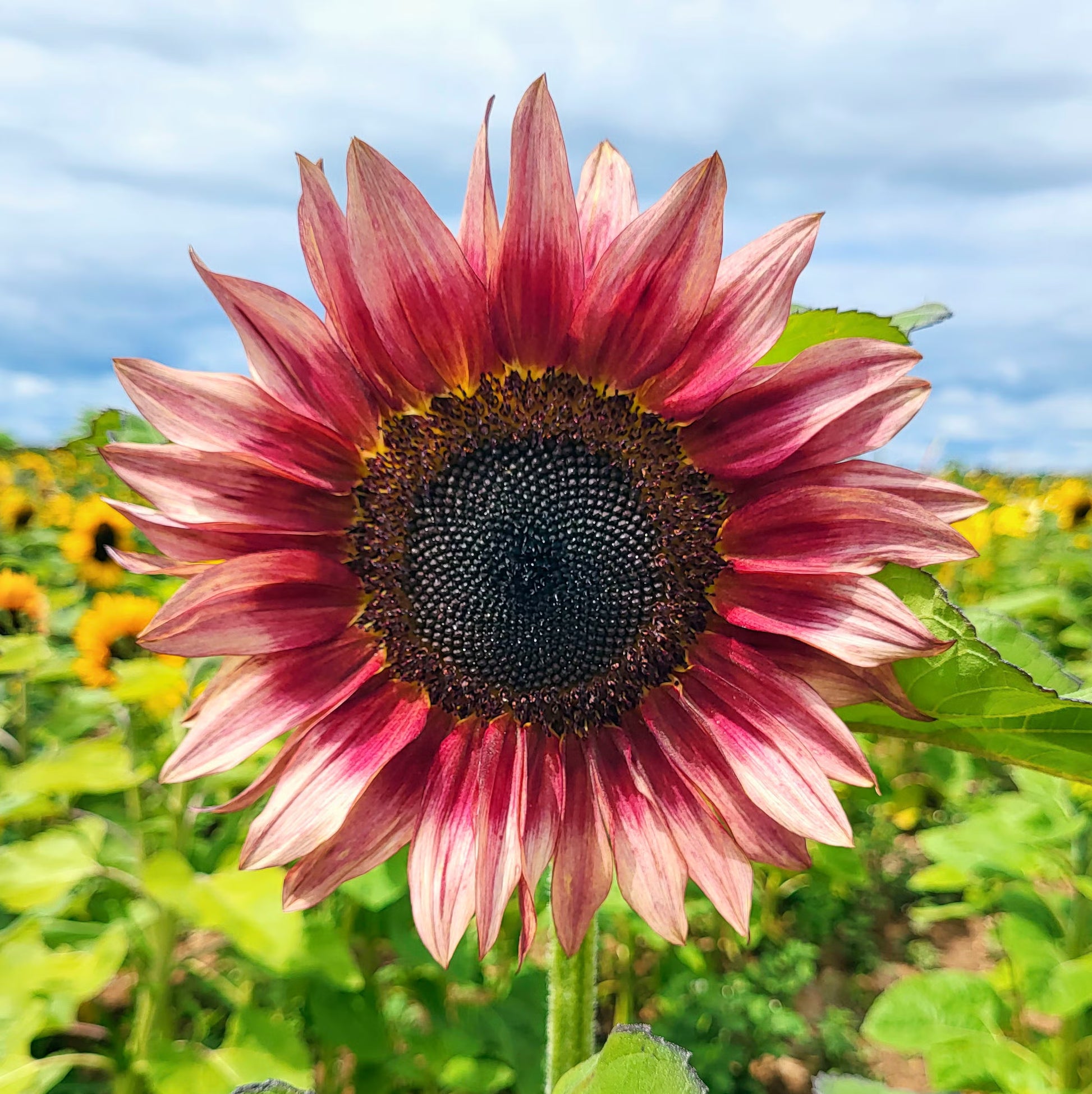 Sunflower Flower seeds for Planting - Seasonal Bloomer, Heirloom & GMO Free Seeds for Home Garden