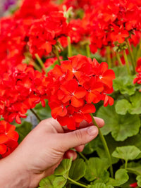 Maverick (Maverick Scarlet) seeds for planting in home garden