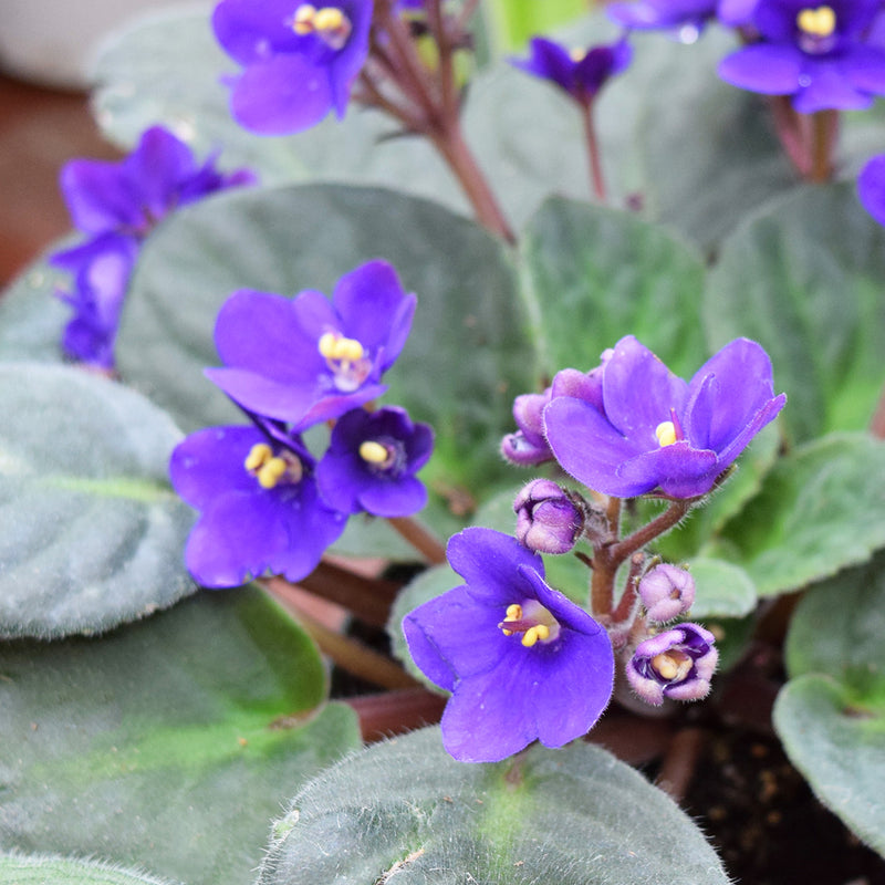 Mini African Violet Seeds for Indoor & Outdoor Planting - Easy to Grow