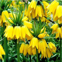 Yellow Fritillaria Flower Seeds for Planting Shade Tolerant Heirloom & GMO Free Seeds for Home Garden
 
 Sale