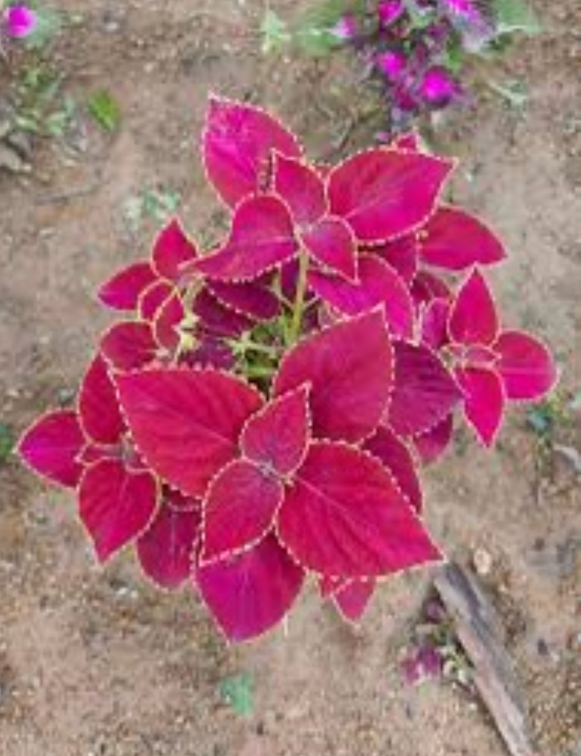 Pink Coleus Flower seeds for Planting Shade Tolerant Heirloom & GMO Free Seeds for Home Garden