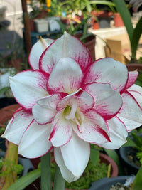 Light Pink Hippeastrum Flower seeds for Planting - Bright Blooms, Heirloom & GMO Free Seeds for Home Garden