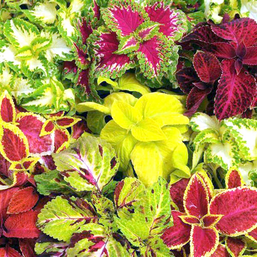 Yellow Coleus Flower seeds for Planting - Garden Favorite, Heirloom & GMO Free Seeds for Home Garden
