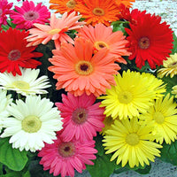 Mix Gerbera Flower seeds for Planting - Wildflower Mix, Heirloom & GMO Free Seeds for Home Garden