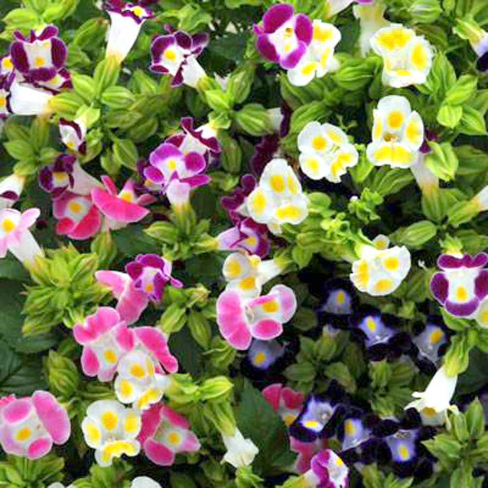 Violet Torenia Kauai Flower seeds for Planting - Hardy Variety, Heirloom & GMO Free Seeds for Home Garden